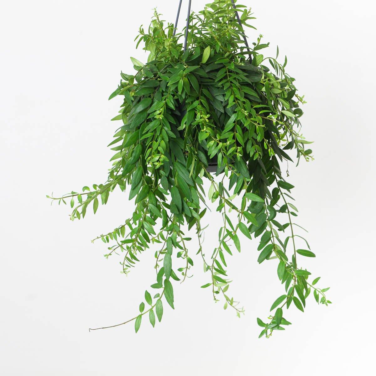 A trailing Aeschynanthus japhrolepis Lipstick Plant with glossy green leaves and vivid red tubular flowers cascading from a hanging pot.