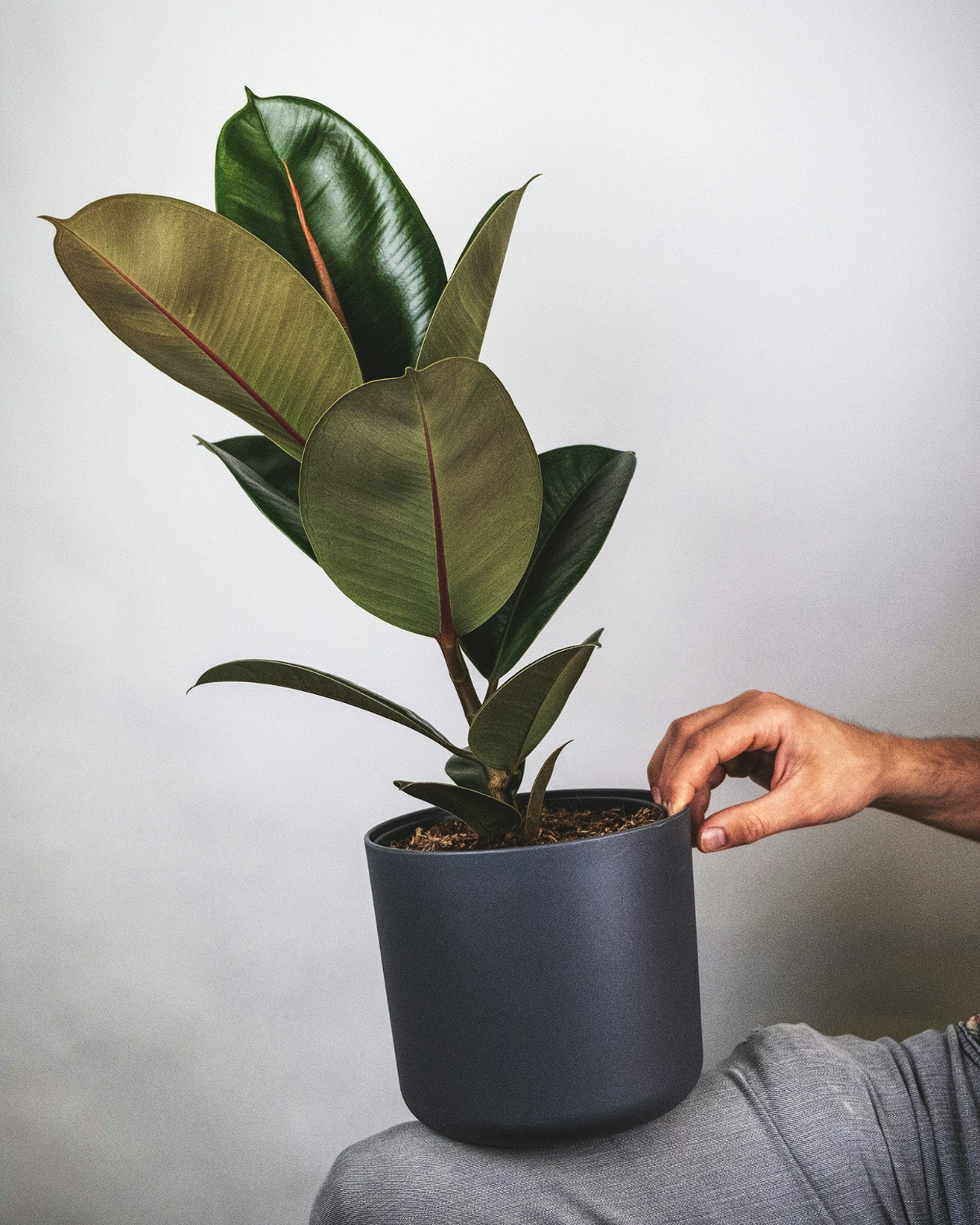Ficus elastica Rubber Plant with large glossy green leaves growing indoors as a stylish houseplant.