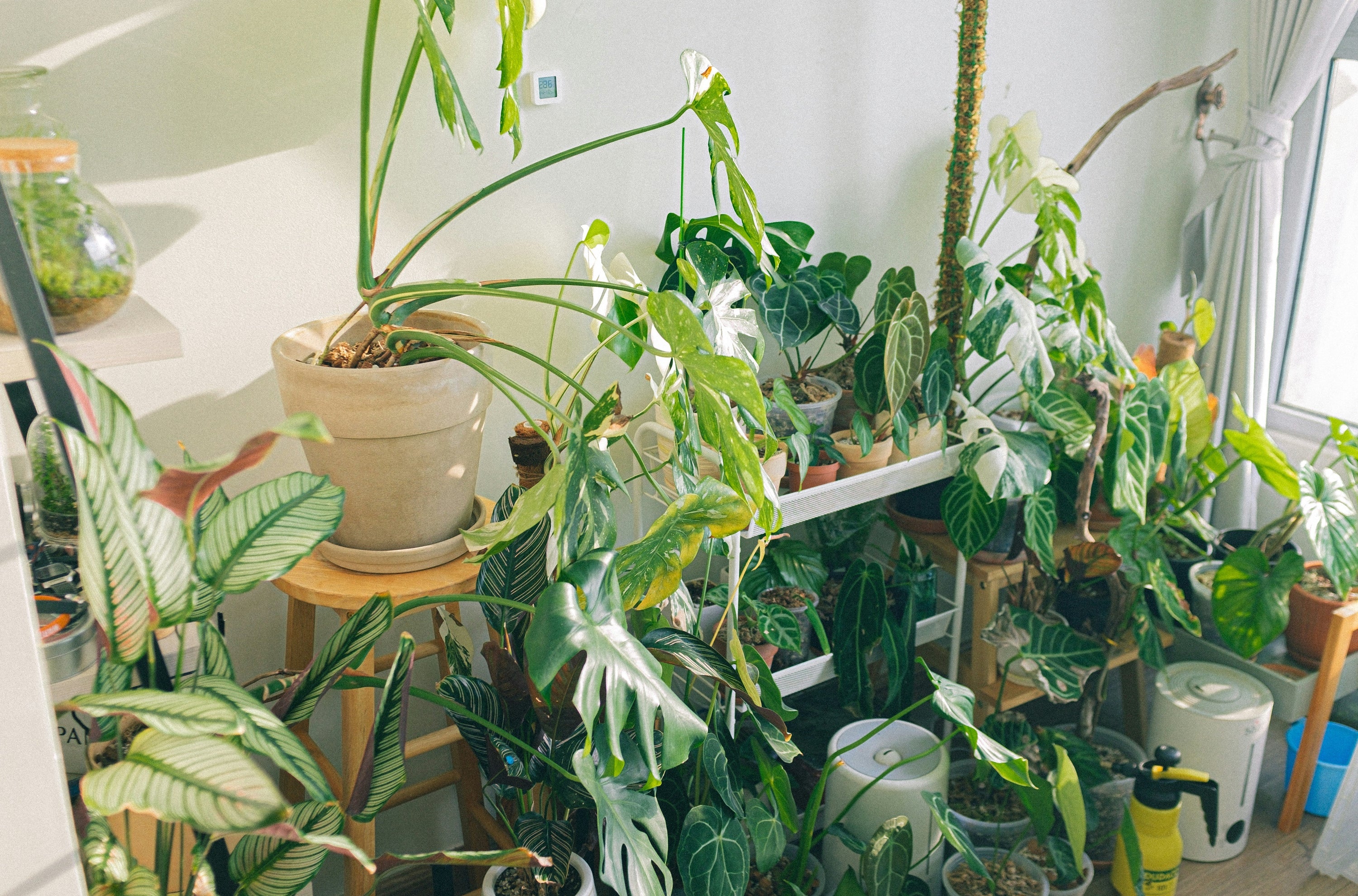 Best Indoor Plants for Bright, Sunny Spaces