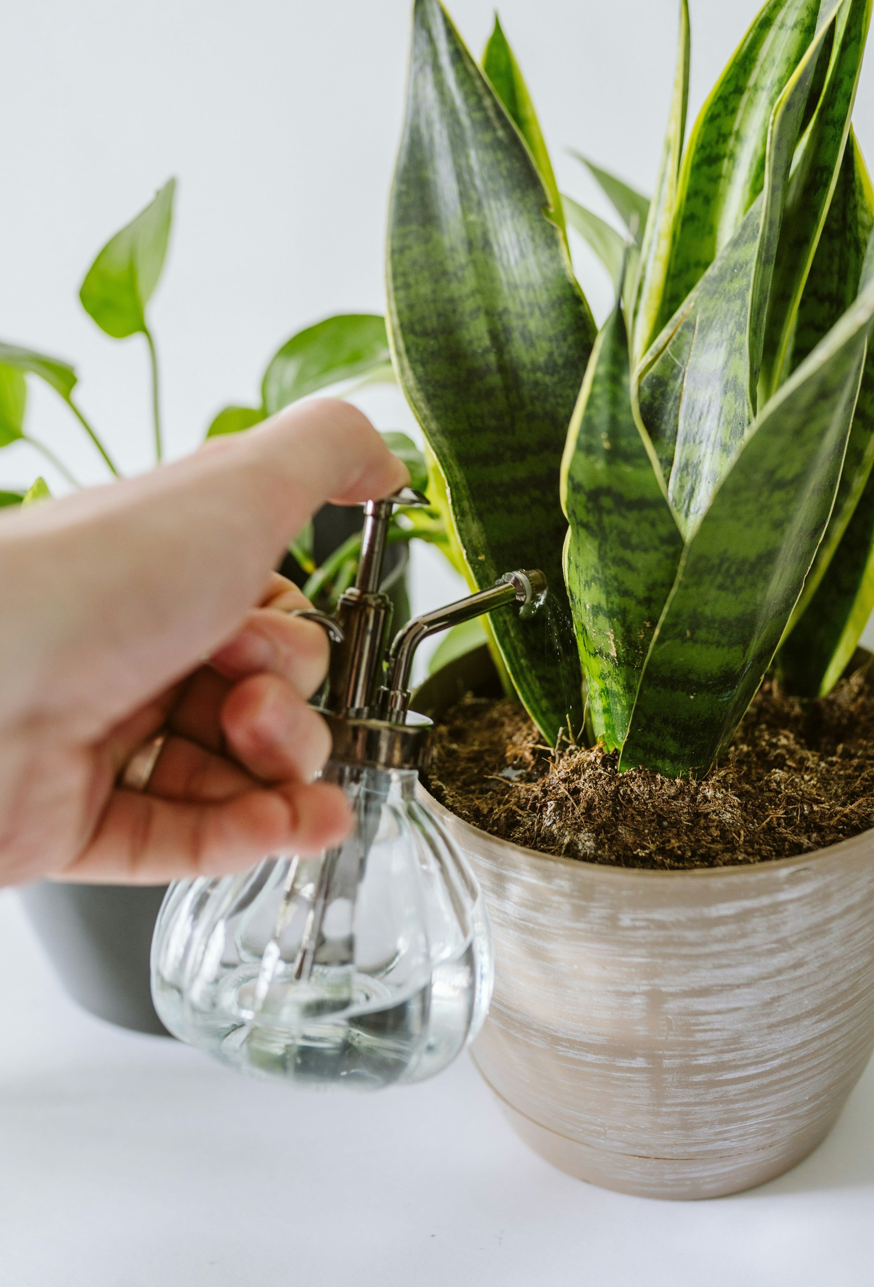 The Watering Myth: Why Less is More