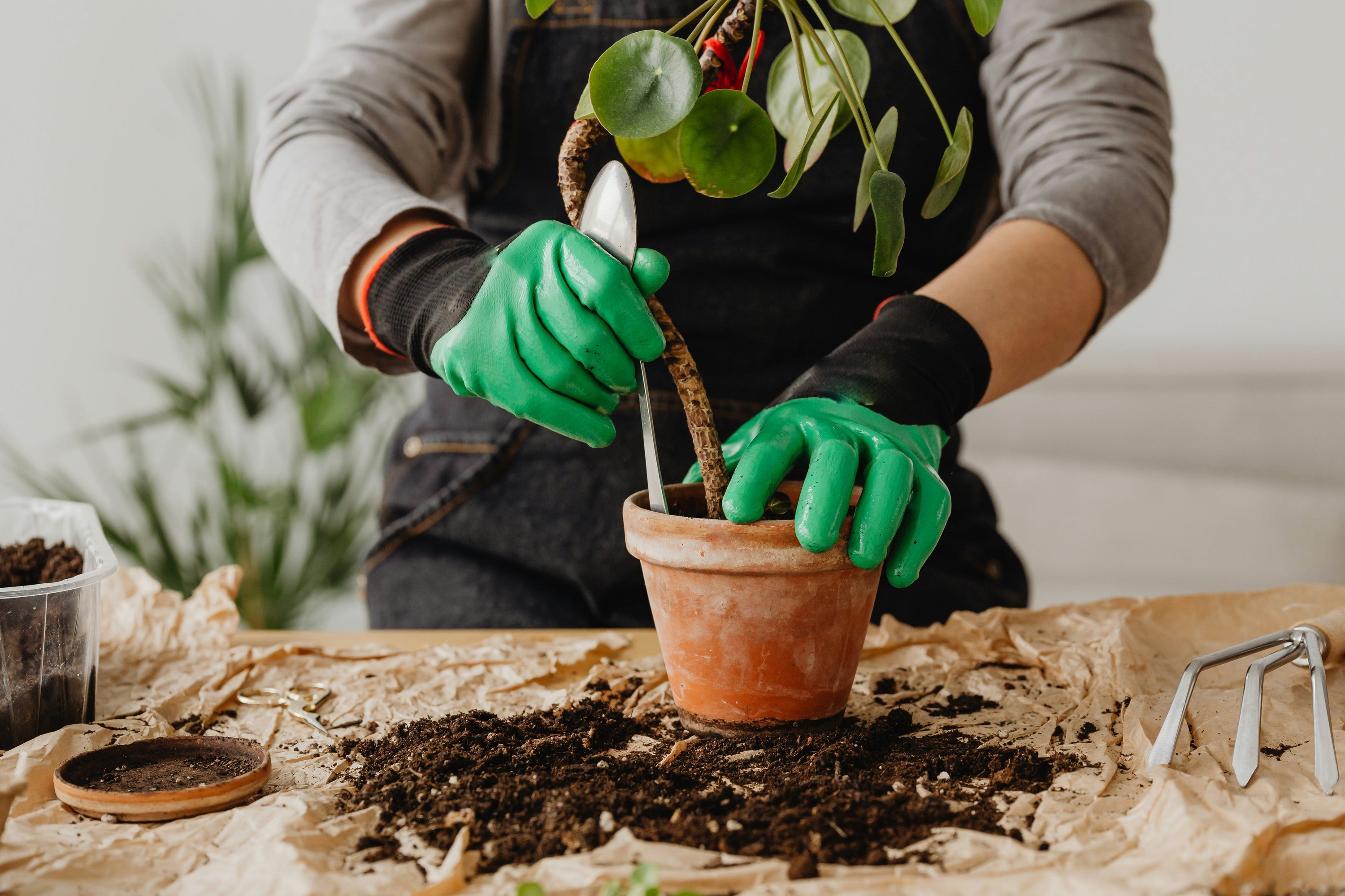 How to Know if Your Plant Needs Repotting