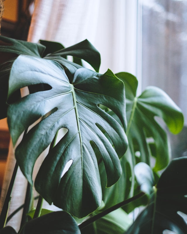 Monstera deliciosa Swiss Cheese Plant with large split green leaves growing indoors in bright, indirect light.