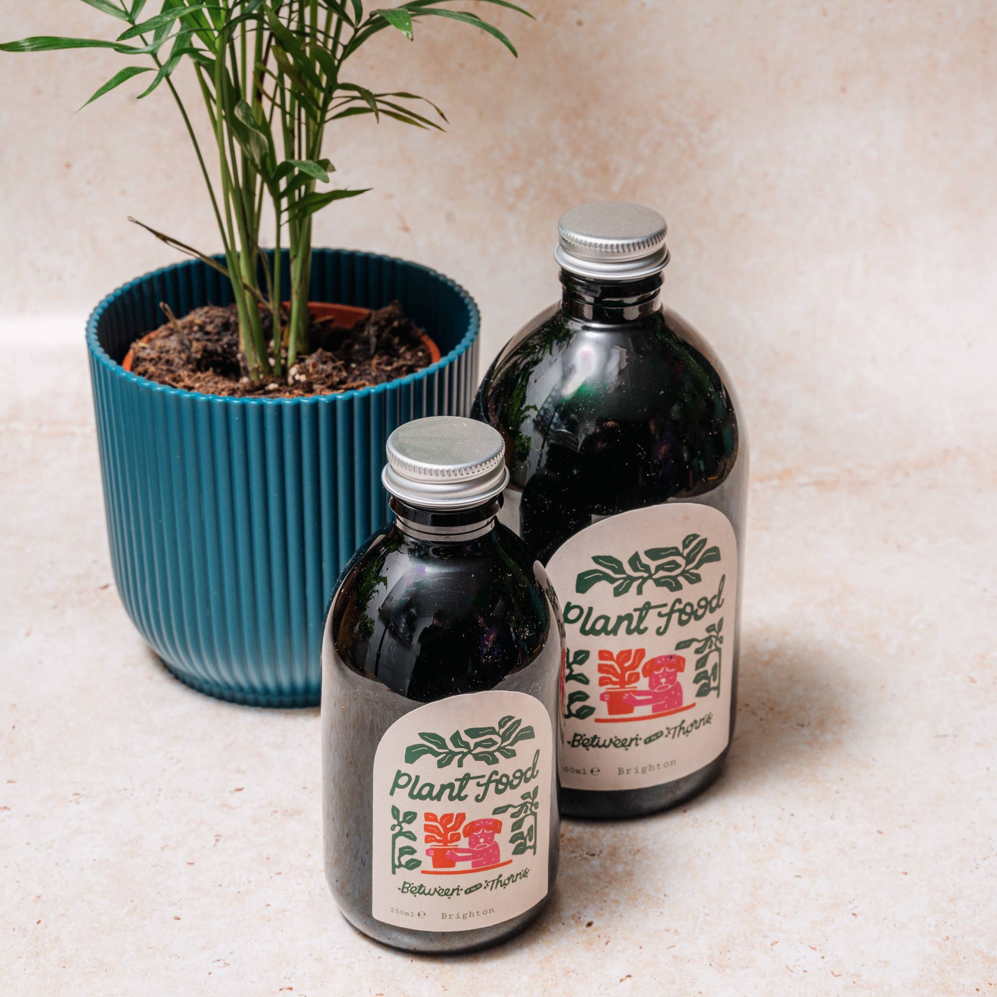 Seaweed Plant Feed