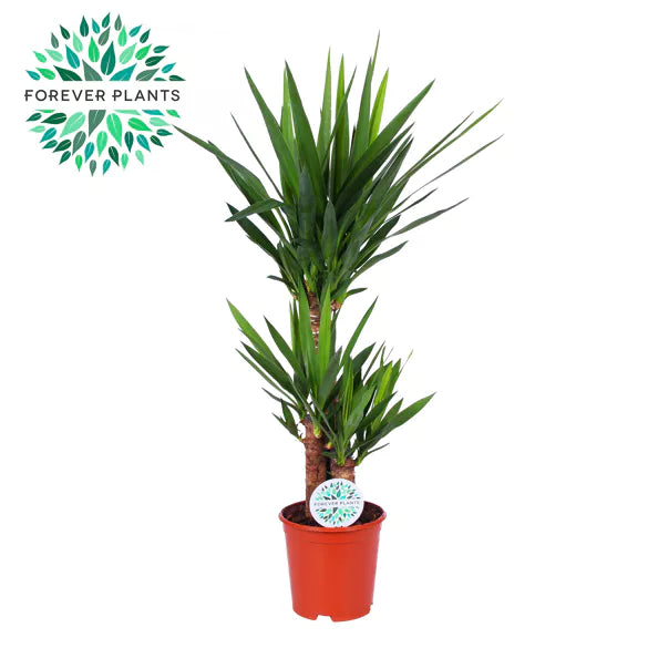Yucca elephantipes ‘Maya Tree’ - 21CM P x 95CM H