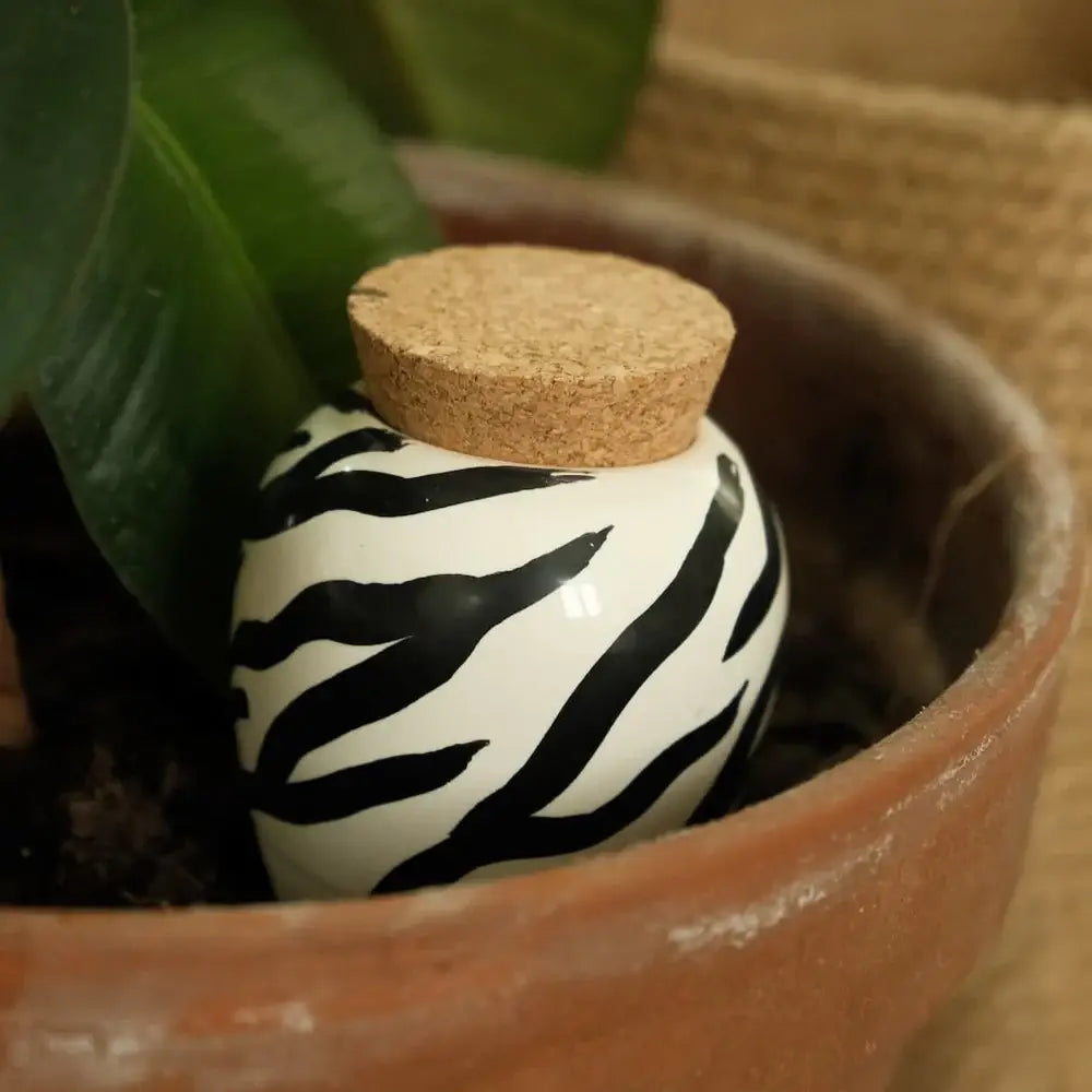 Olla -  Zebra