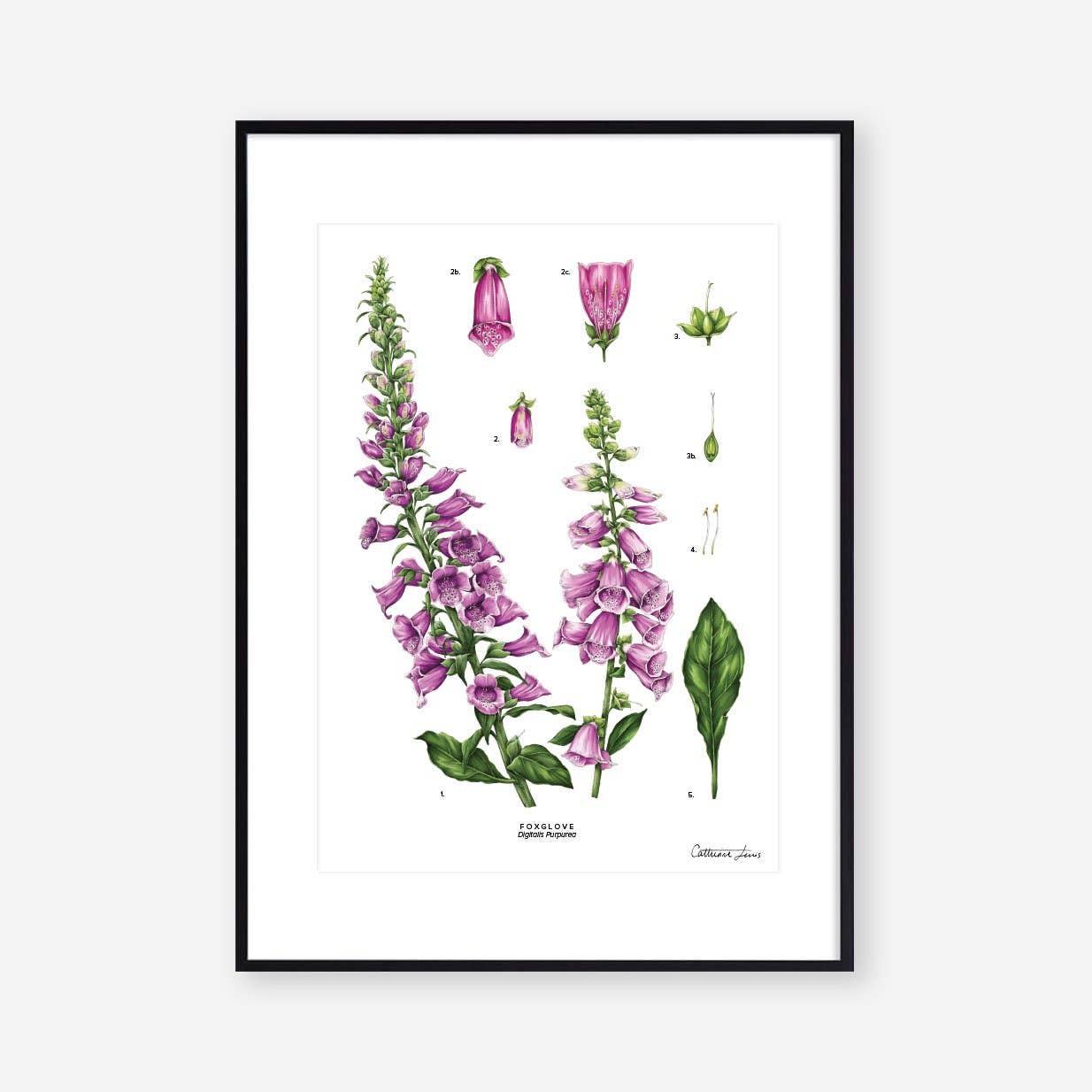 Foxglove White - Art Print