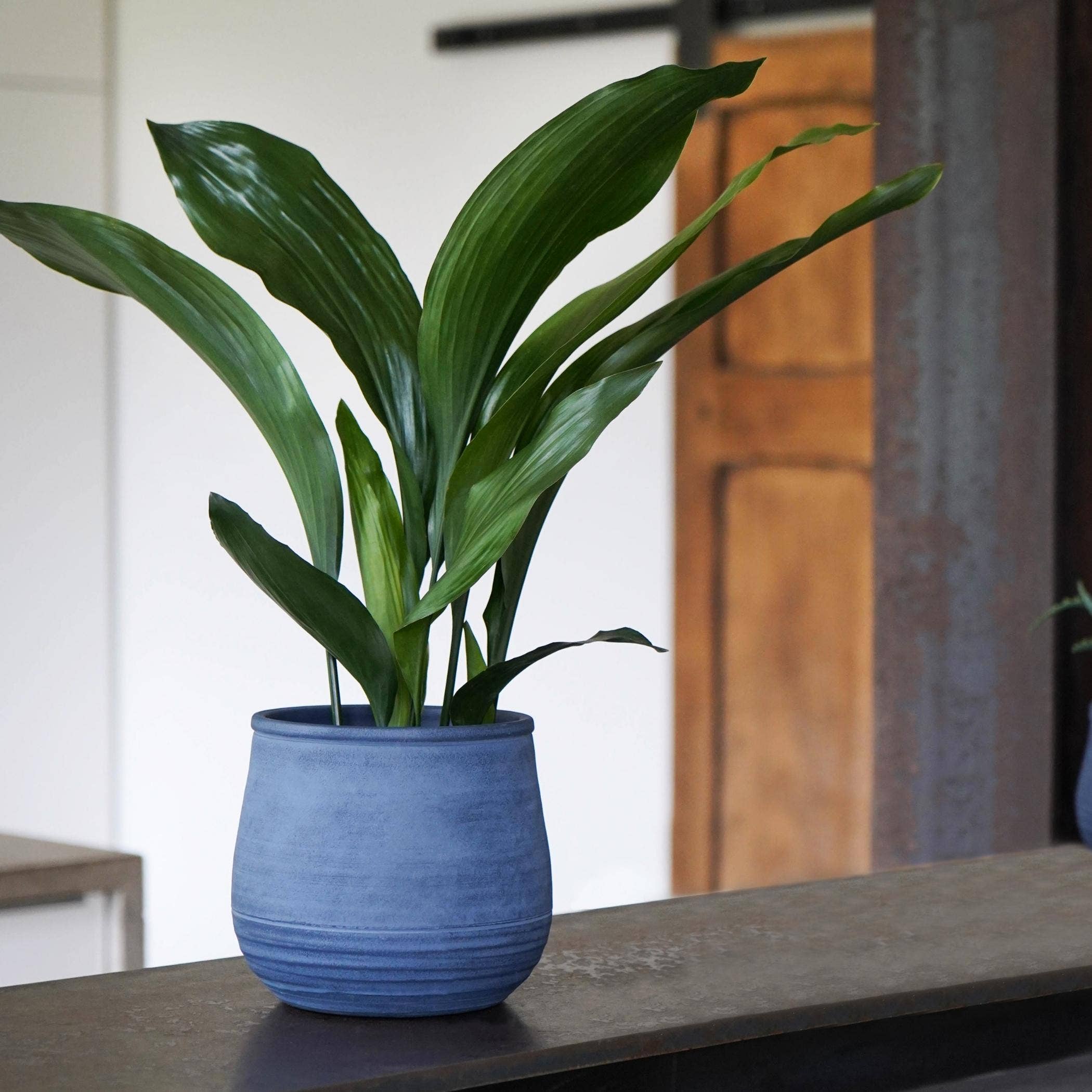 Royal Botanic Gardens, Kew Handthrown Ceramic Indoor Planter