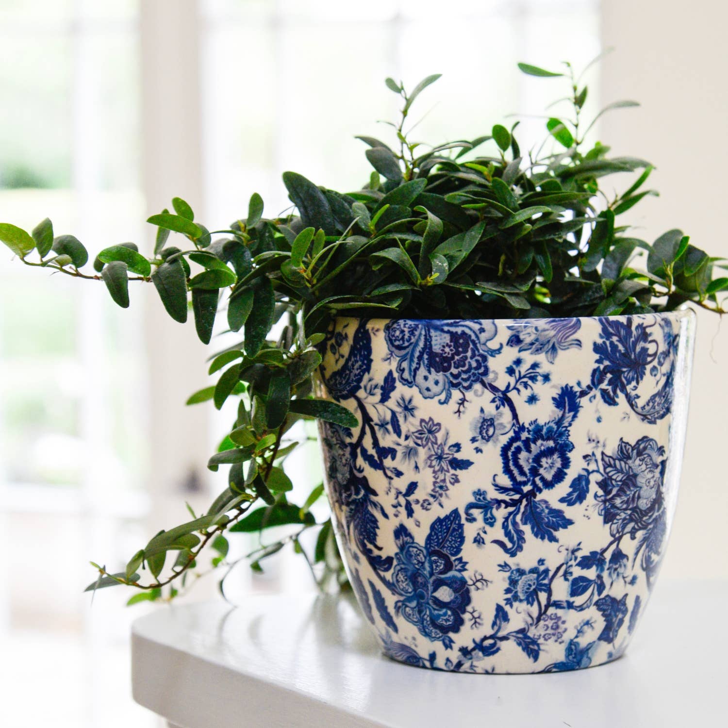Monza Indoor Ceramic Plant Pot H16.5cm x D16.5cm
