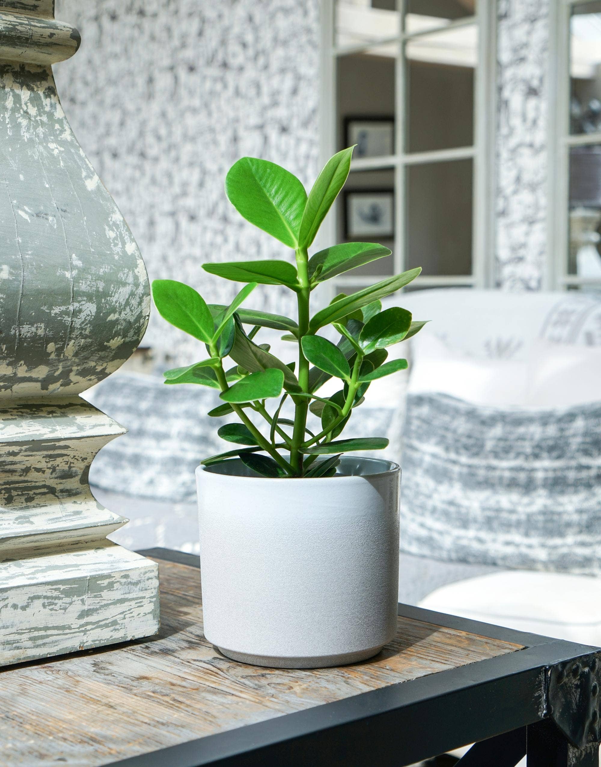 Leon Premium Glaze, Ceramic Planter