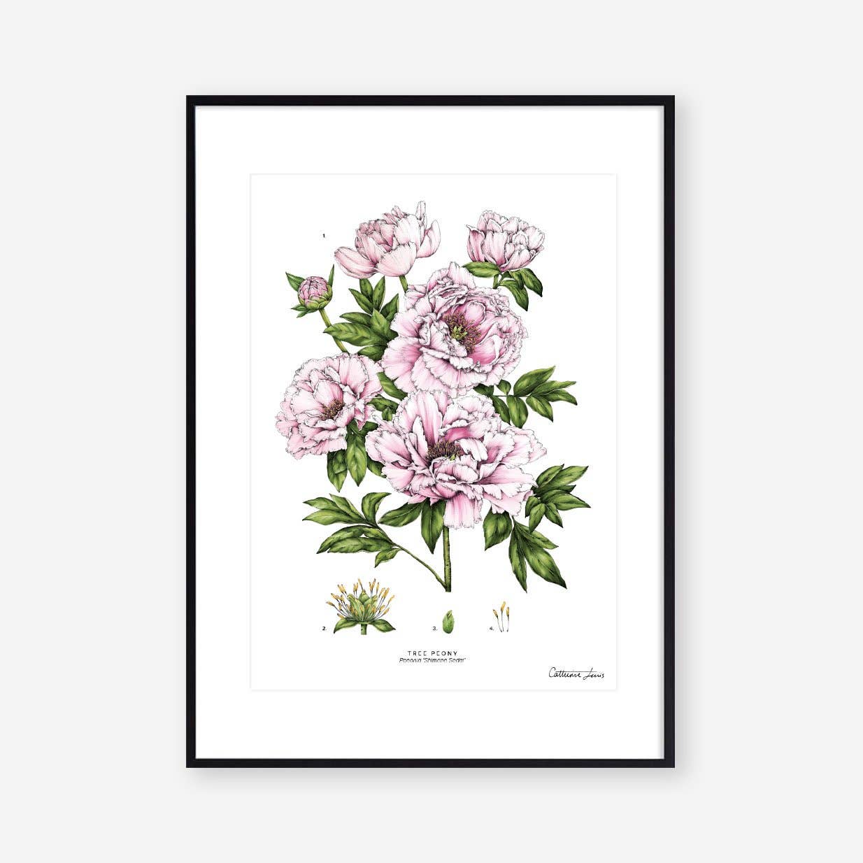 Tree Peony - Botanical Art Print