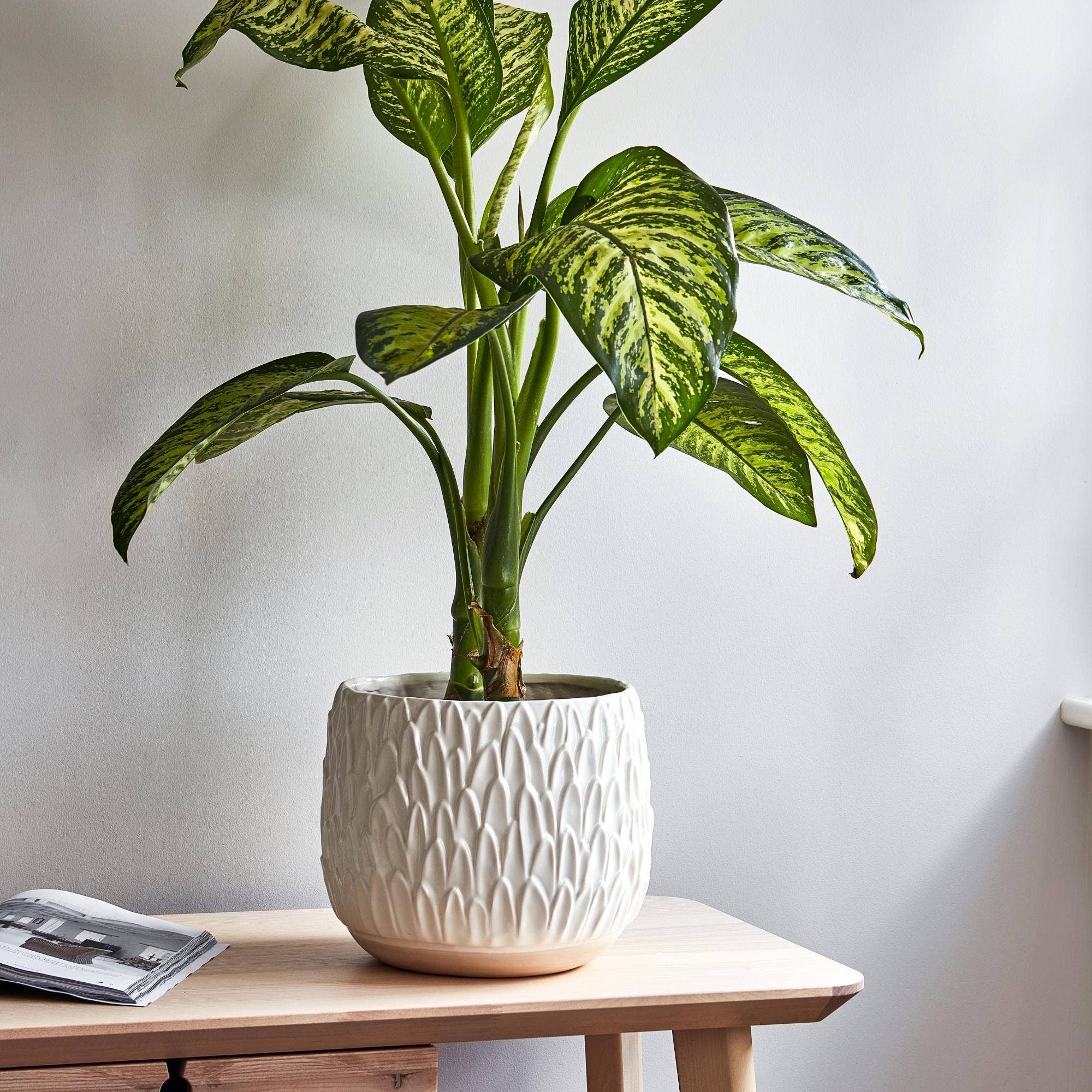 Arles Glazed Ceramic Leaf Embossed Indoor Planter