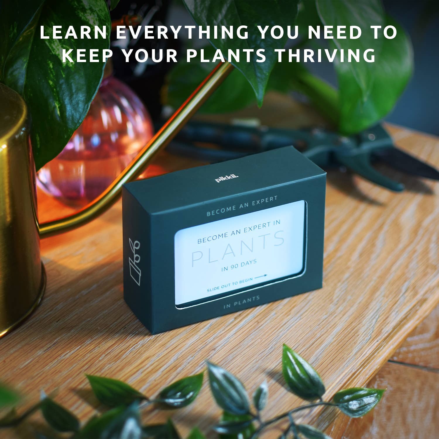 Become an Expert in Plants in 90 Days Slide Box | Plant Gift