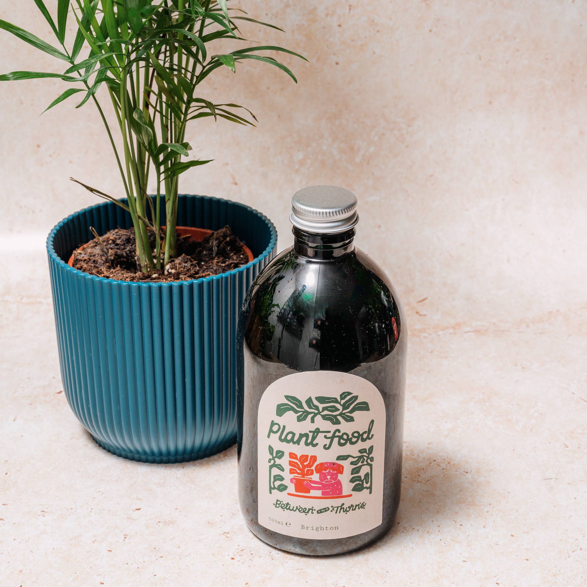 Seaweed Plant Feed