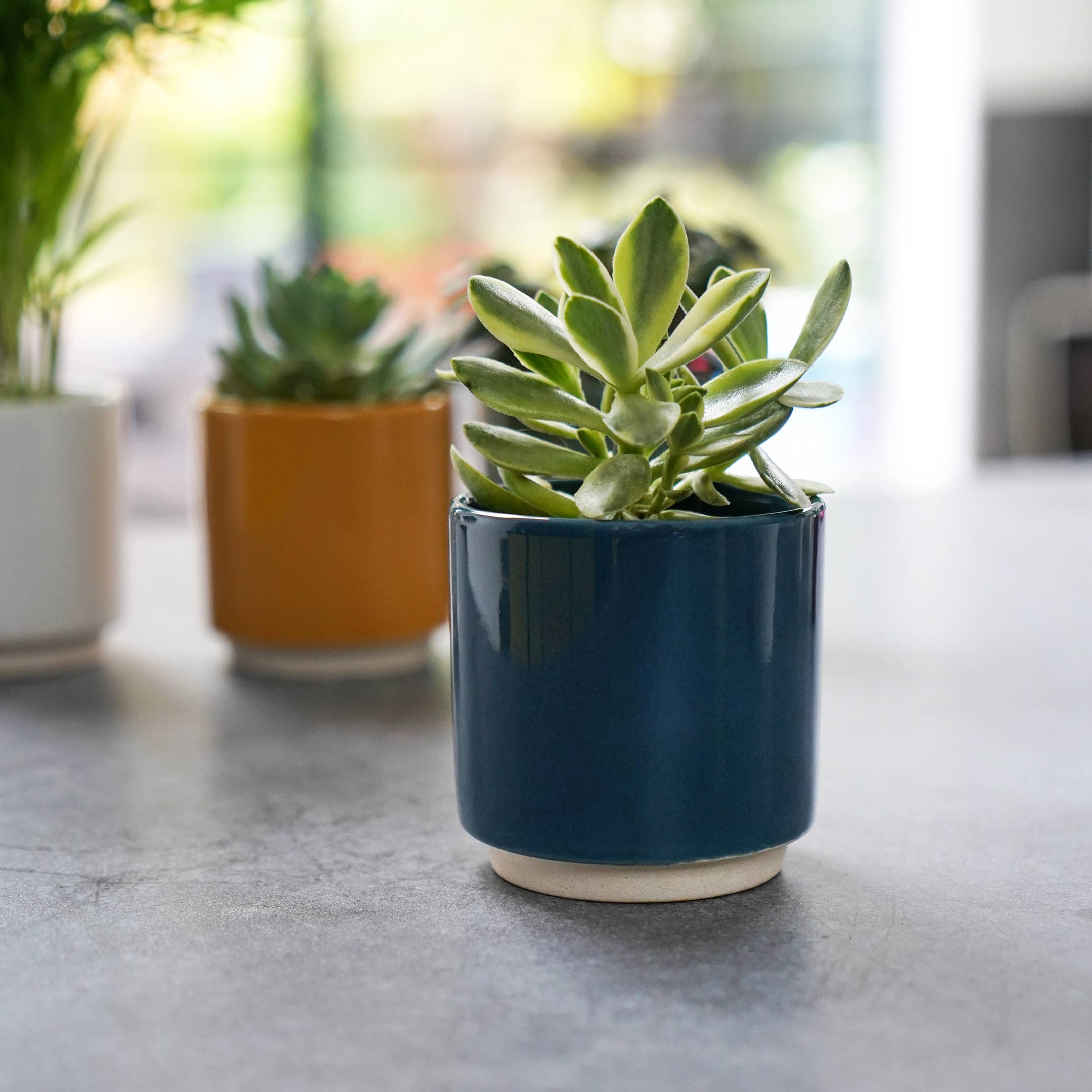 Enos Ceramic Indoor Cacti Plant Pot