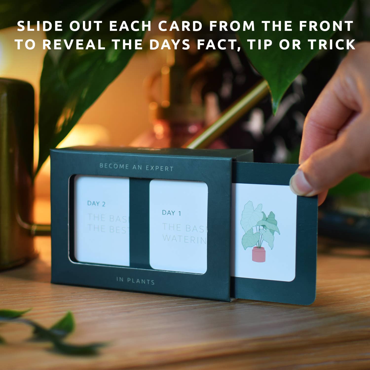 Become an Expert in Plants in 90 Days Slide Box | Plant Gift