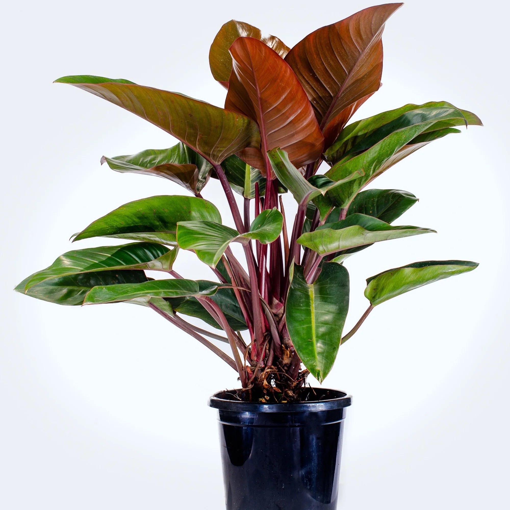 Philodendron Congo Red 'Red Congo' - 27cm x 90cm