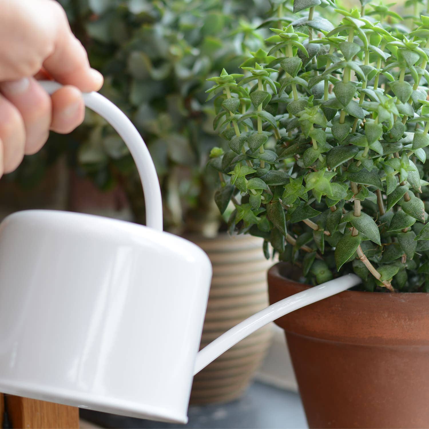 White Chalk 1.1 Litre Metal Coated Steel Indoor Watering Can