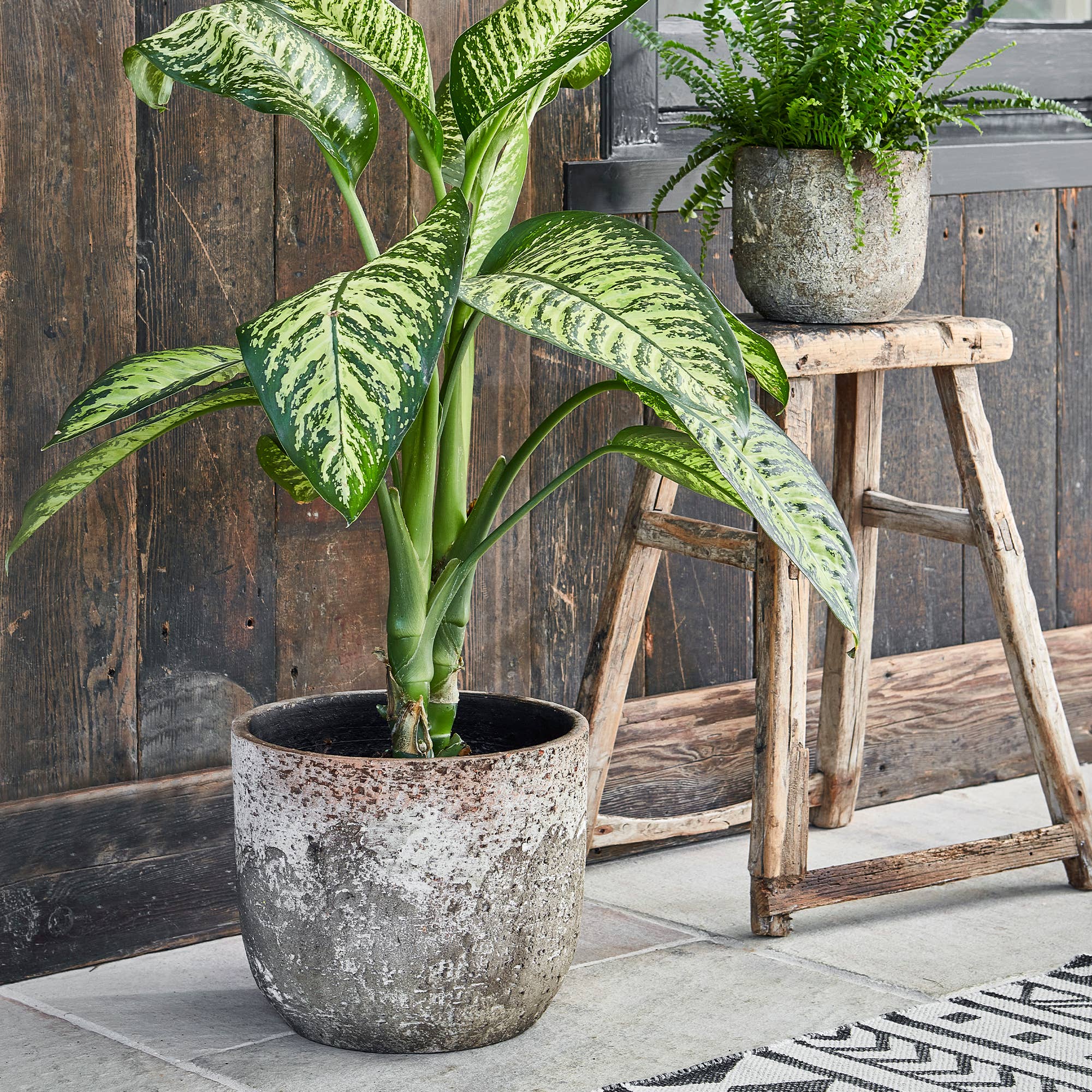 Albero Ceramic Indoor Planter H19cm x D21cm