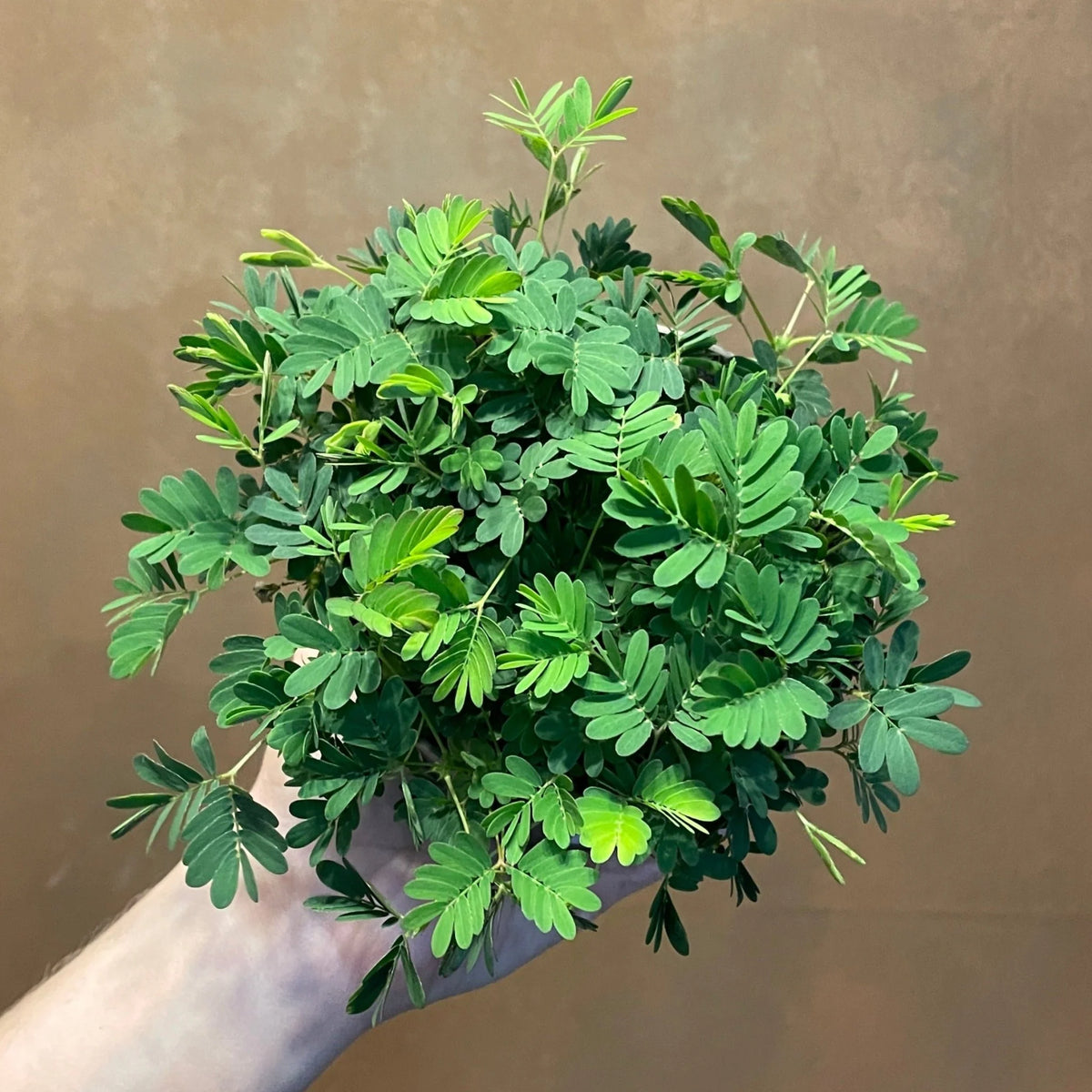 Mimosa Pudica - 9CM H x 14CM H