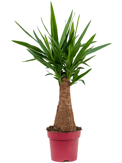 Yucca elephantipes ‘Maya’ - 19CM P x 65CM H