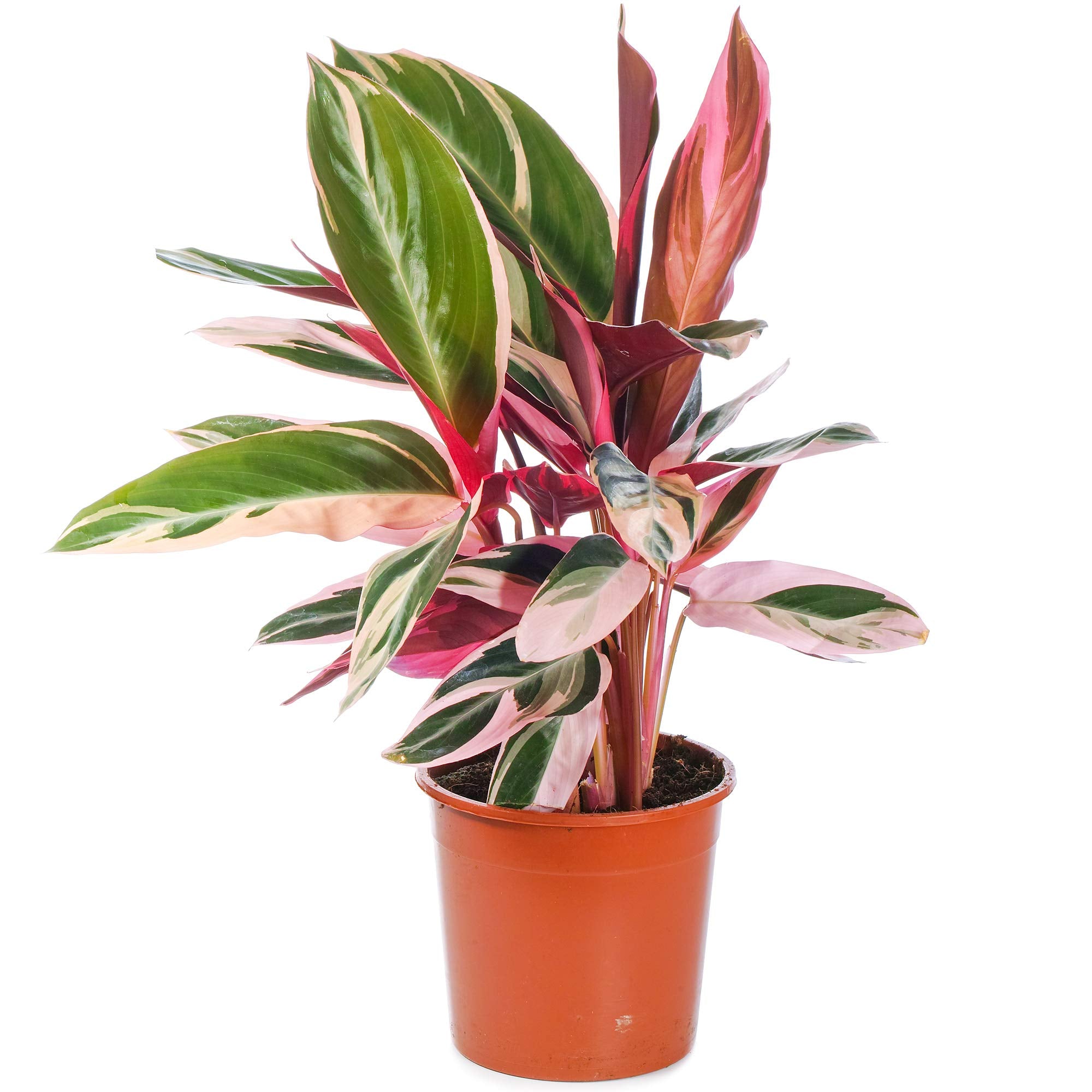Calathea Triostar 14CM x 45CM