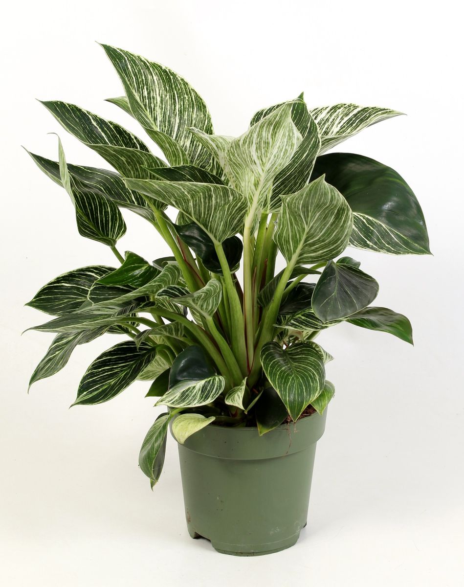 Philodendron 'White Measure' - 9cm x 20cm