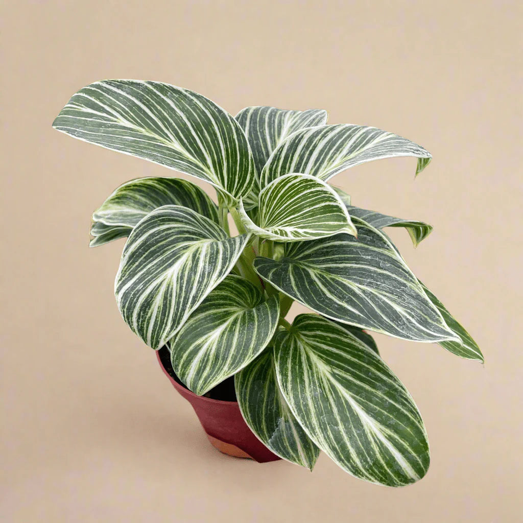 Philodendron 'White Measure' - 9cm x 20cm