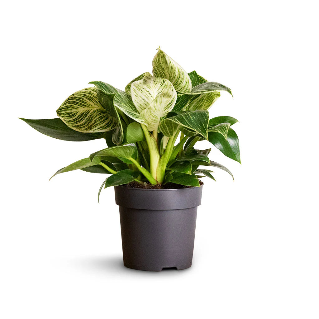 Philodendron 'White Measure' - 9cm x 20cm