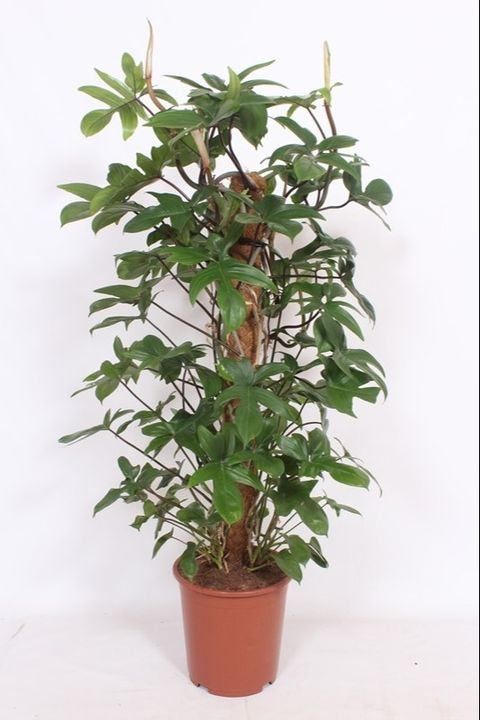 Philodendron pedatum with moss pole - 27cm x 120cm