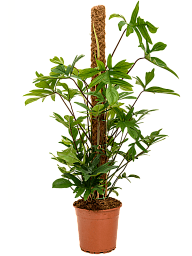 Philodendron pedatum with moss pole - 27cm x 120cm