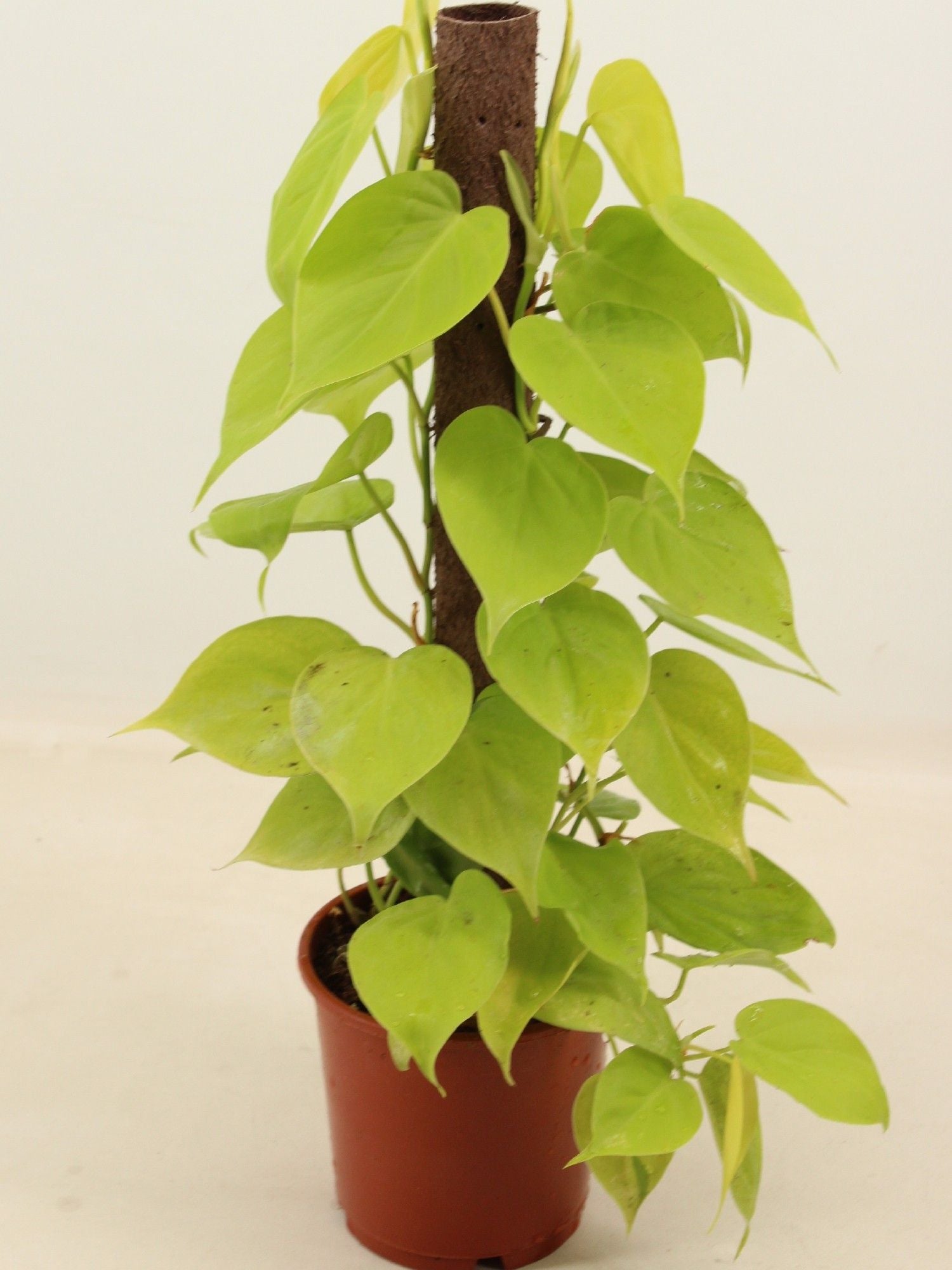 Philodendron Lime Kratiste Climbing Pole - 14 CM