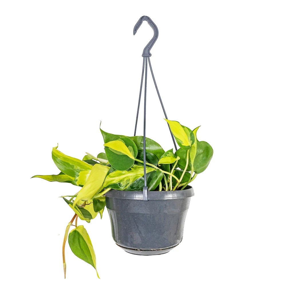 Philodendron Brasil Hanging - 15cm x 40CM