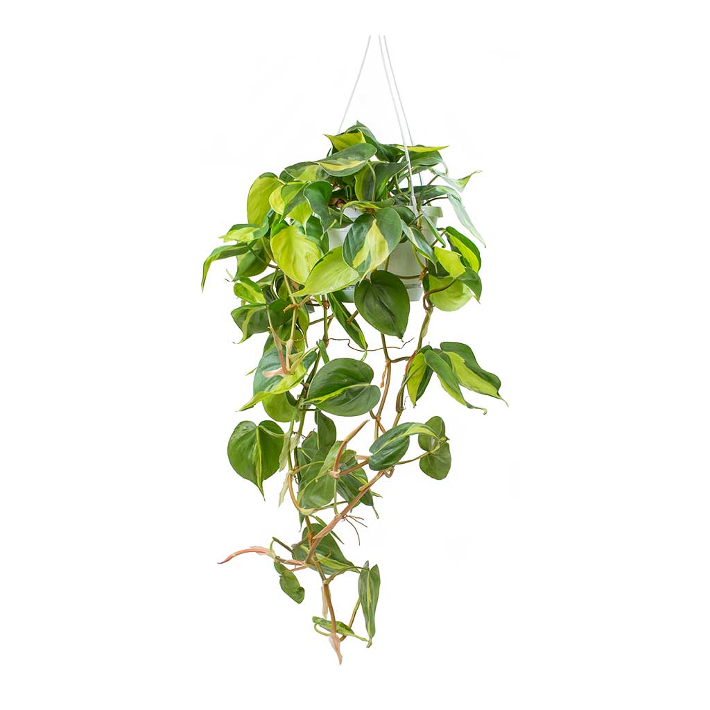 Philodendron Brasil Hanging - 15cm x 40CM