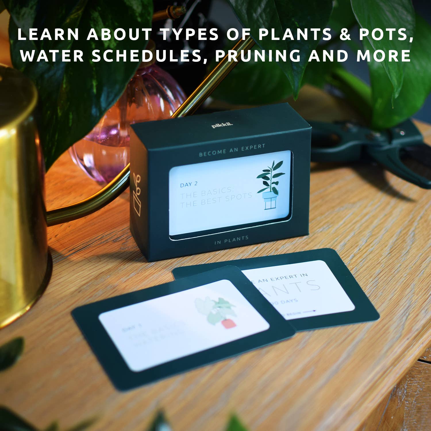 Become an Expert in Plants in 90 Days Slide Box | Plant Gift
