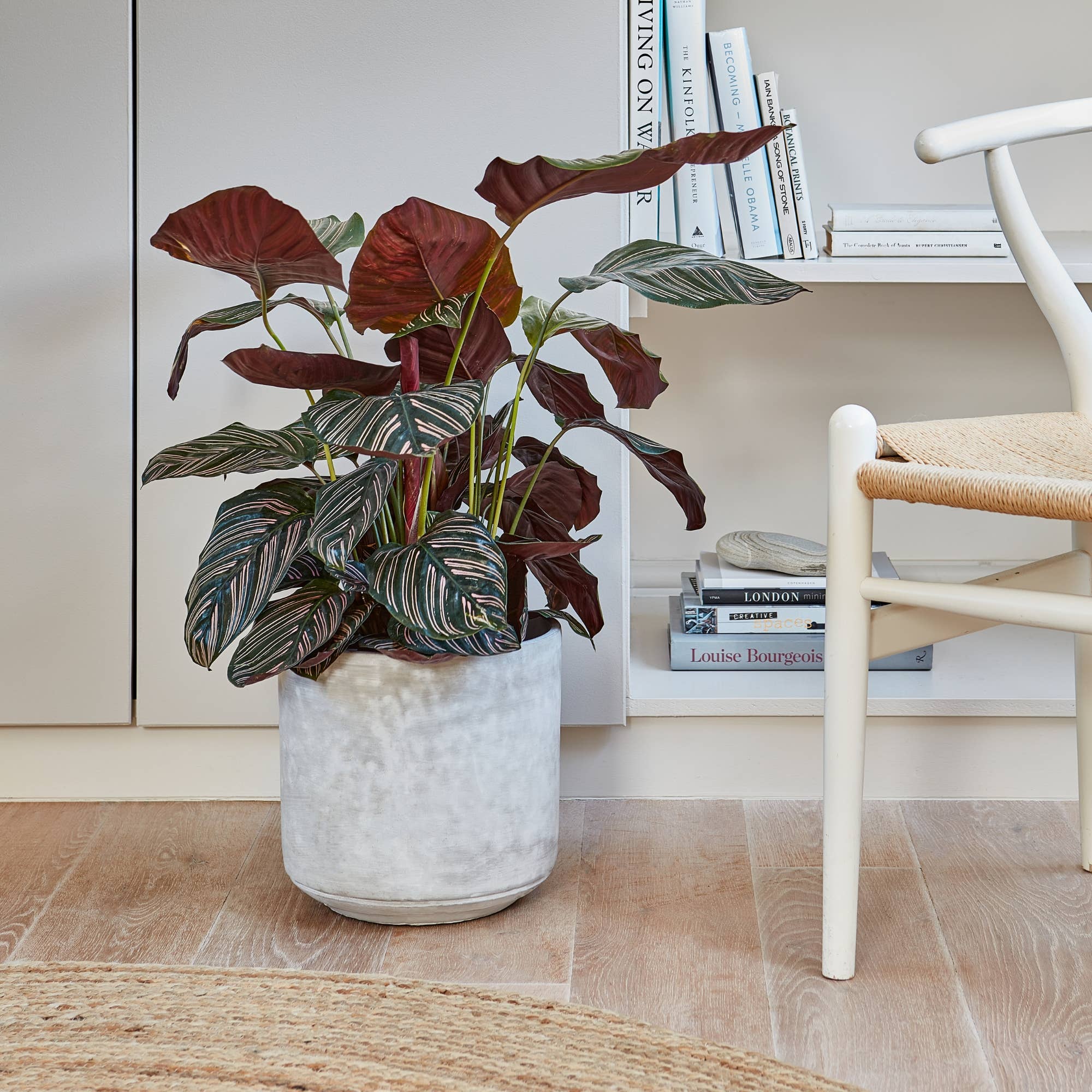 Tivoli Cement Indoor Plant Pot H20cm D21cm