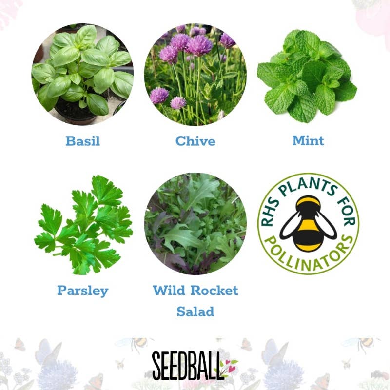 Herb Seedball Tubes - Mixed Box