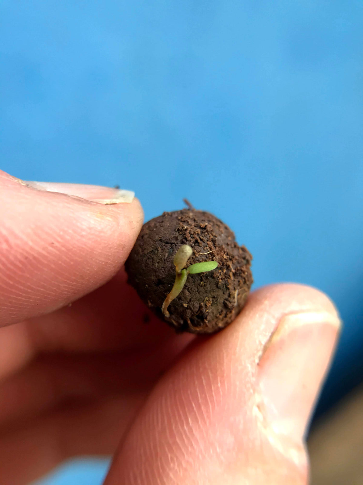 Herb Seedball Tubes - Mixed Box