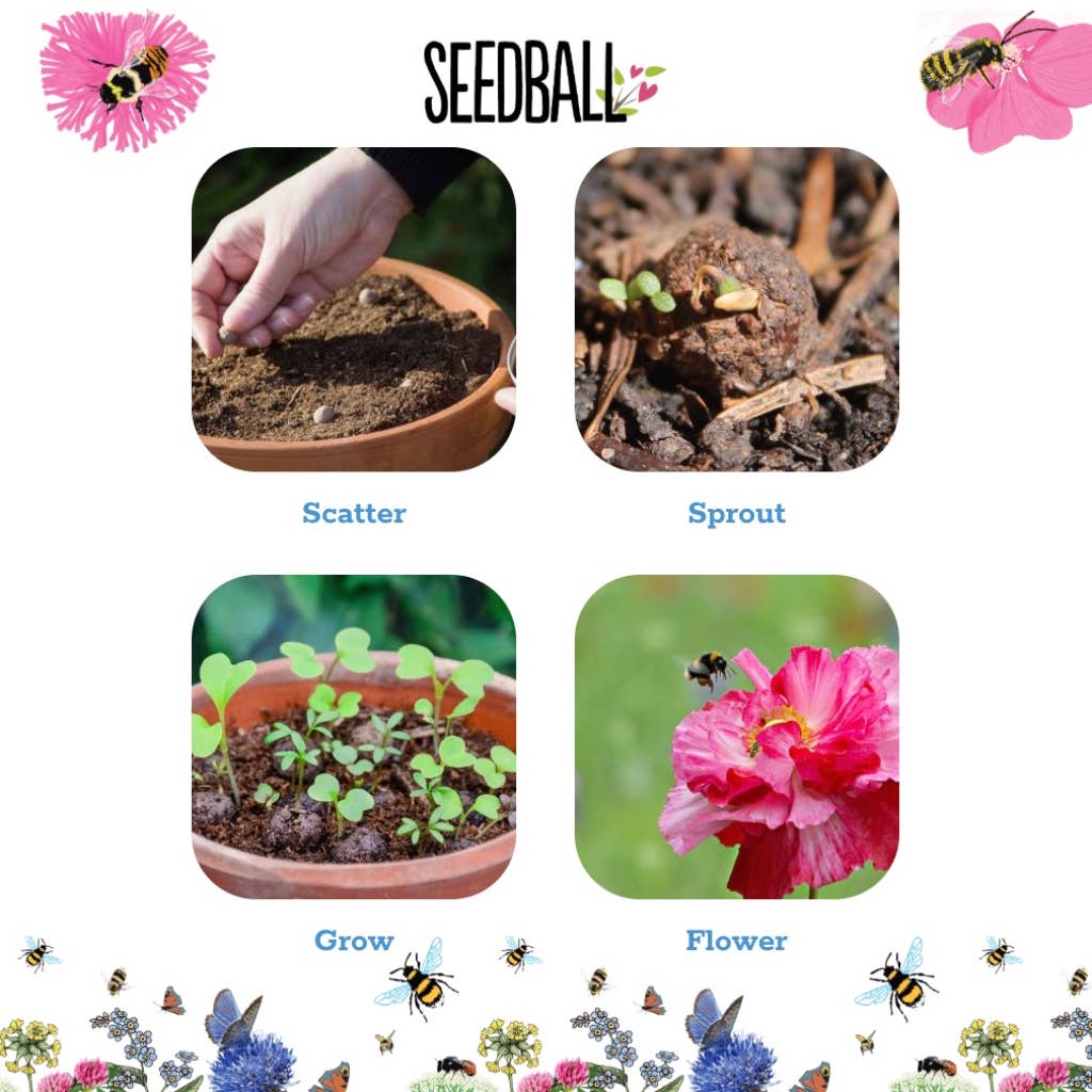 Wildflower Seedball Tubes - Mixed Box