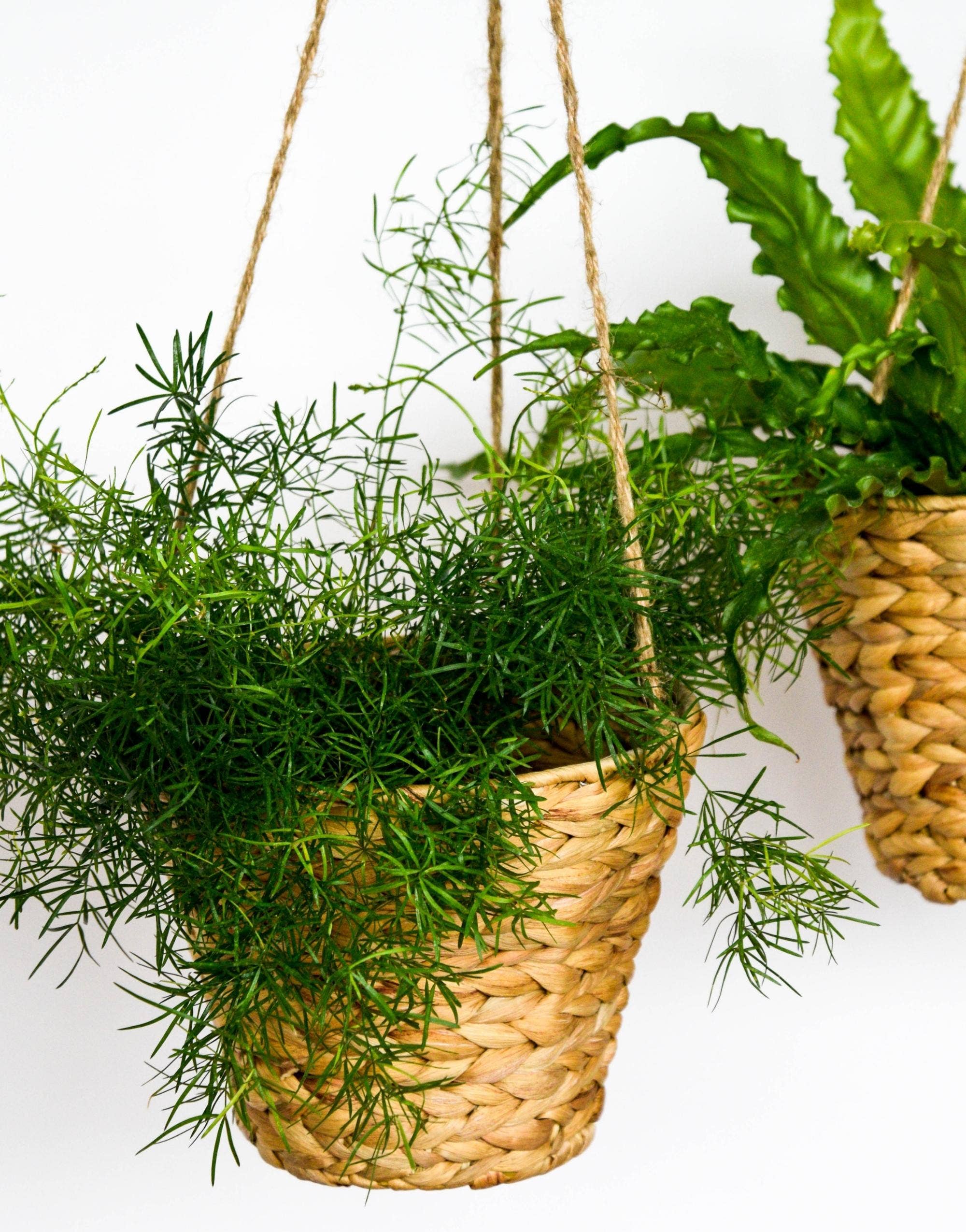 Sustainable Hanging Water Hyacinth Planter - Medium