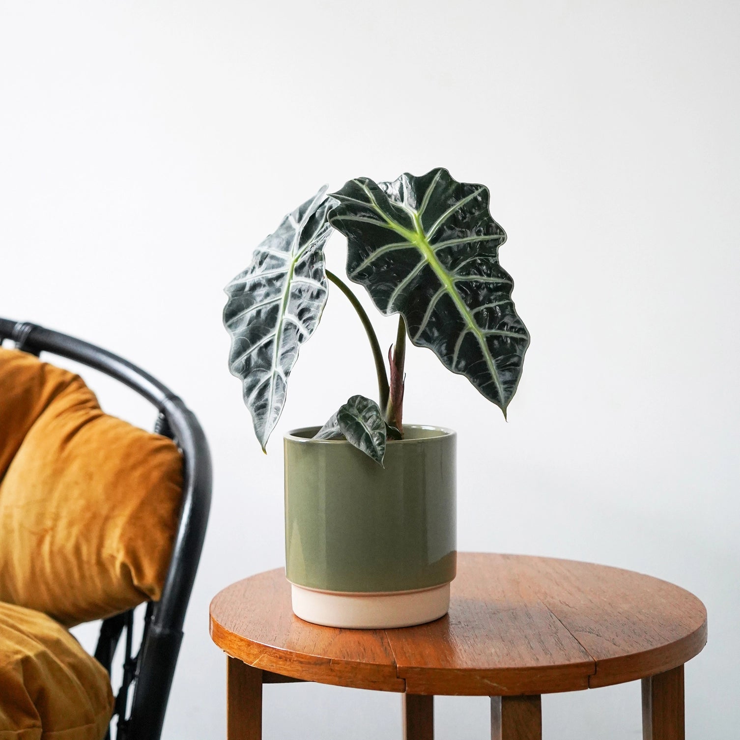 Enos Ceramic Indoor Plant Pot H10.5cm D10cm