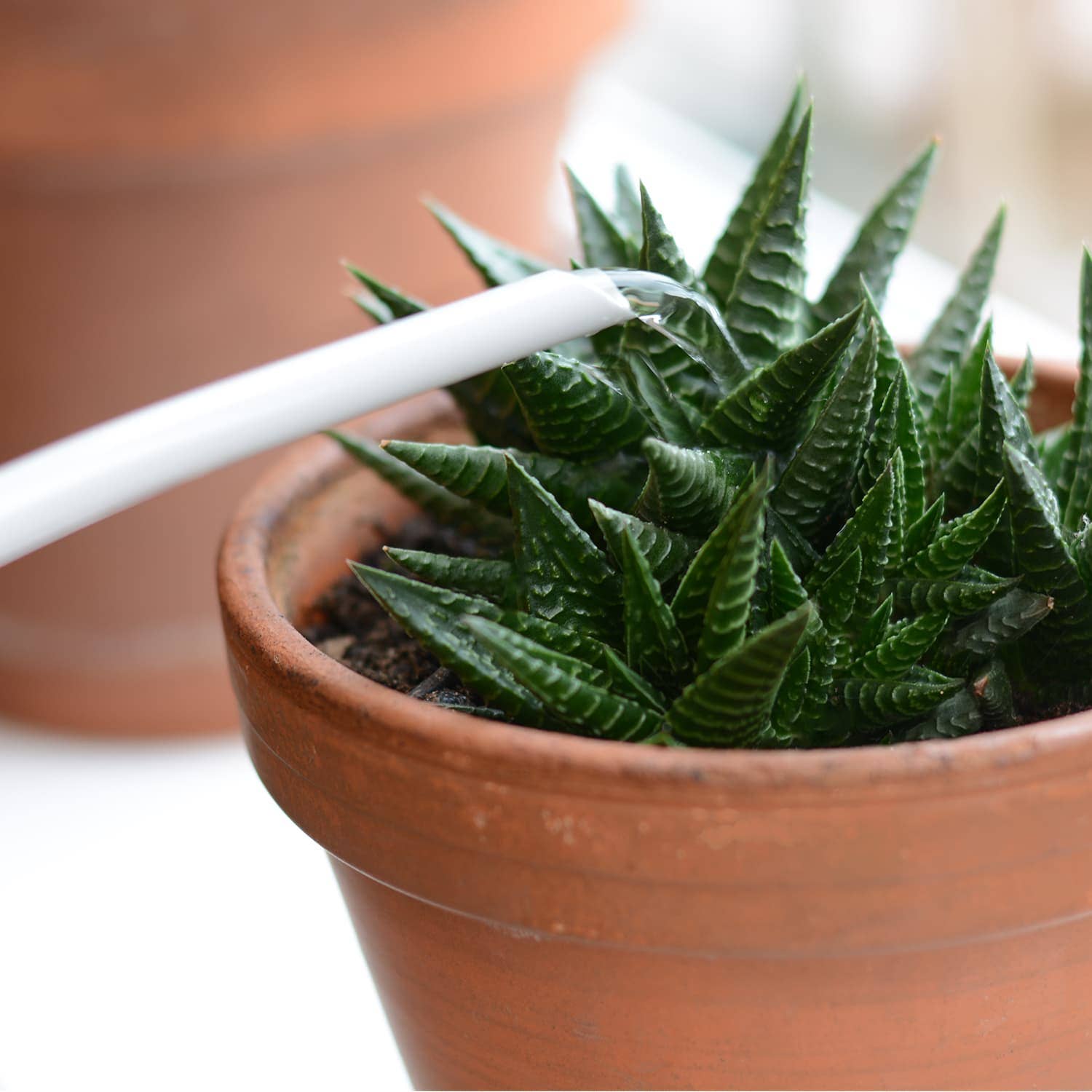White Chalk 1.1 Litre Metal Coated Steel Indoor Watering Can