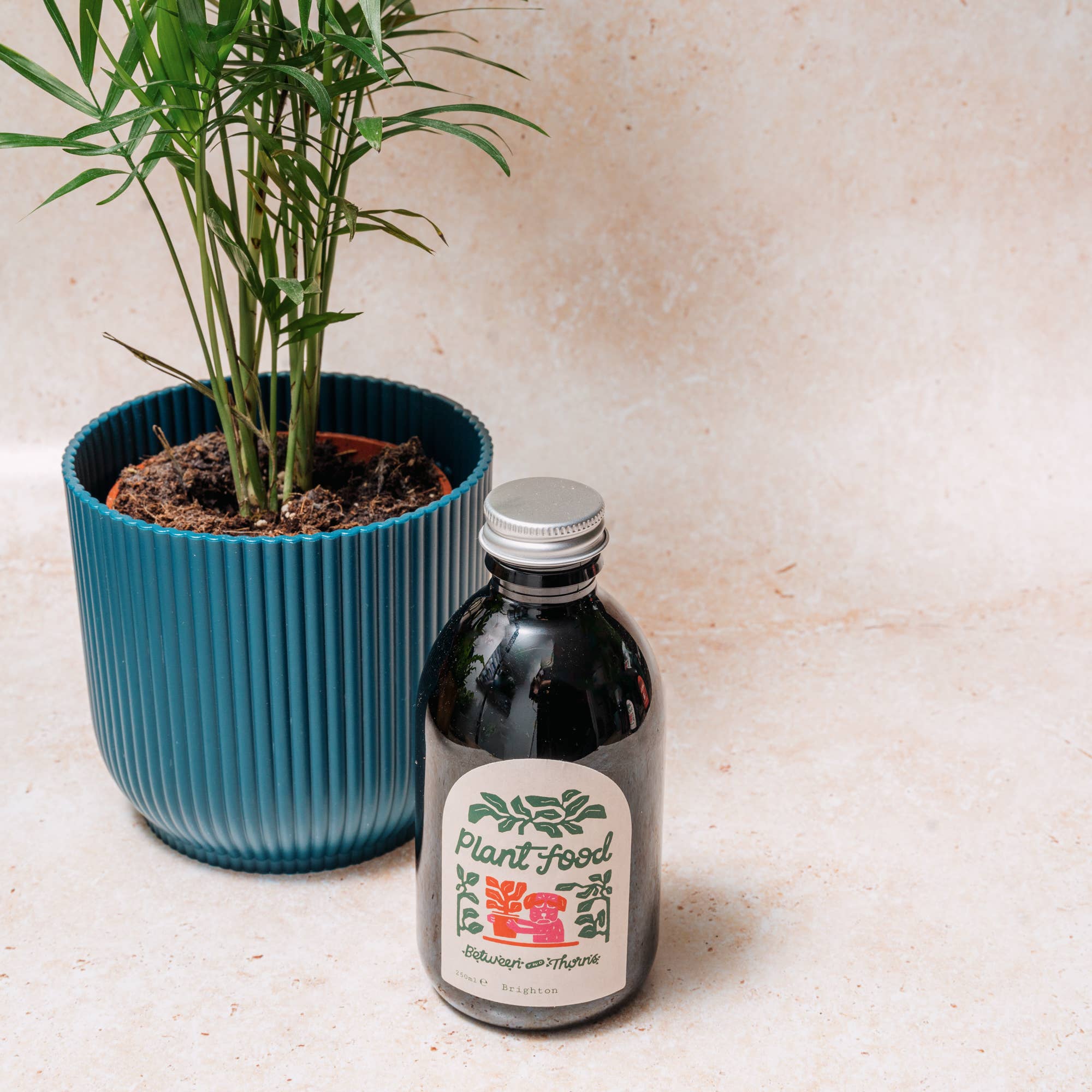 Seaweed Plant Feed