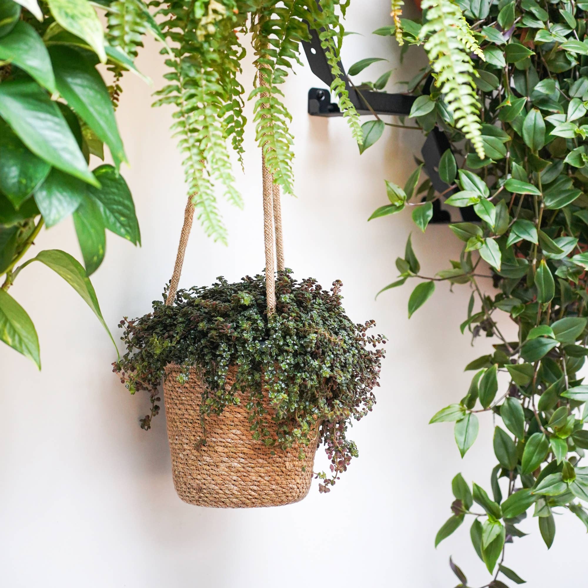 Odda Hanging Natural Seagrass Lined Indoor Planter