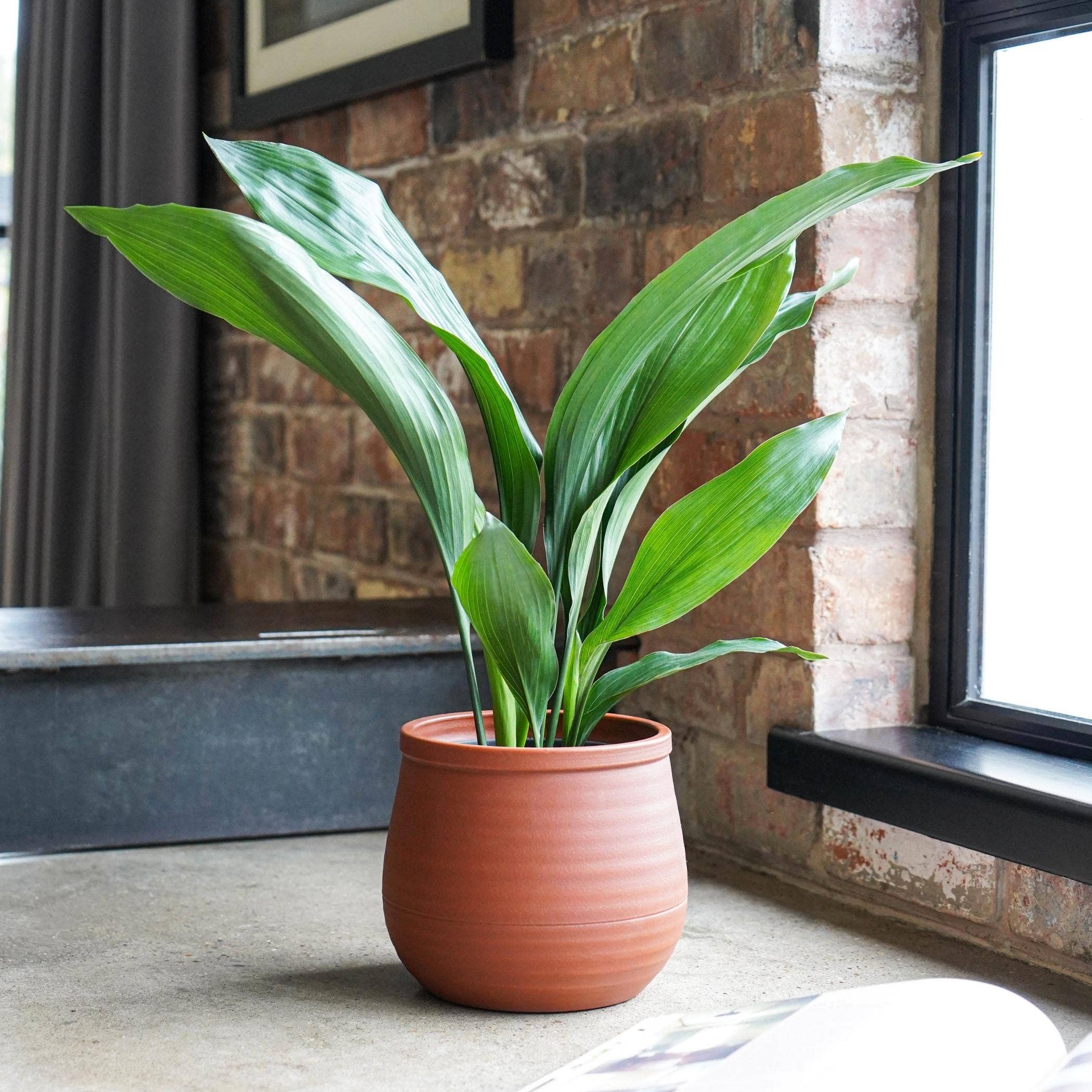 Royal Botanic Gardens, Kew Handthrown Ceramic Indoor Planter