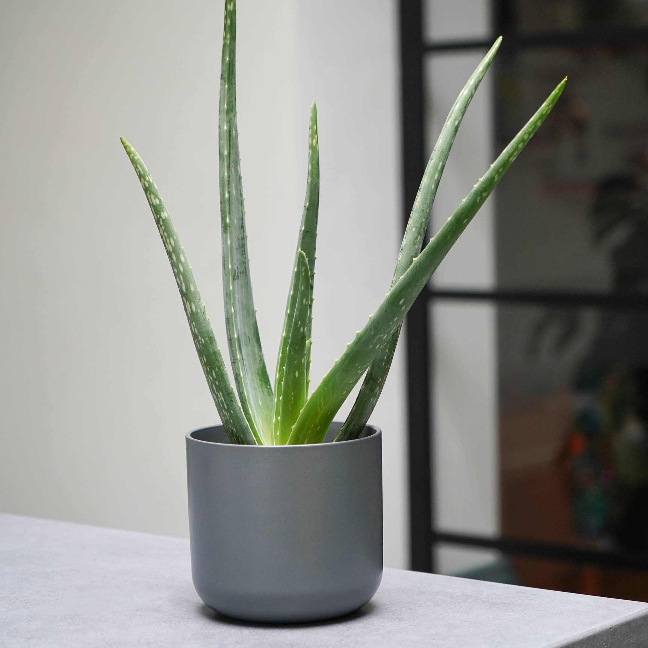 Lisbon Ceramic Indoor Planter H13.5cm D13.5cm