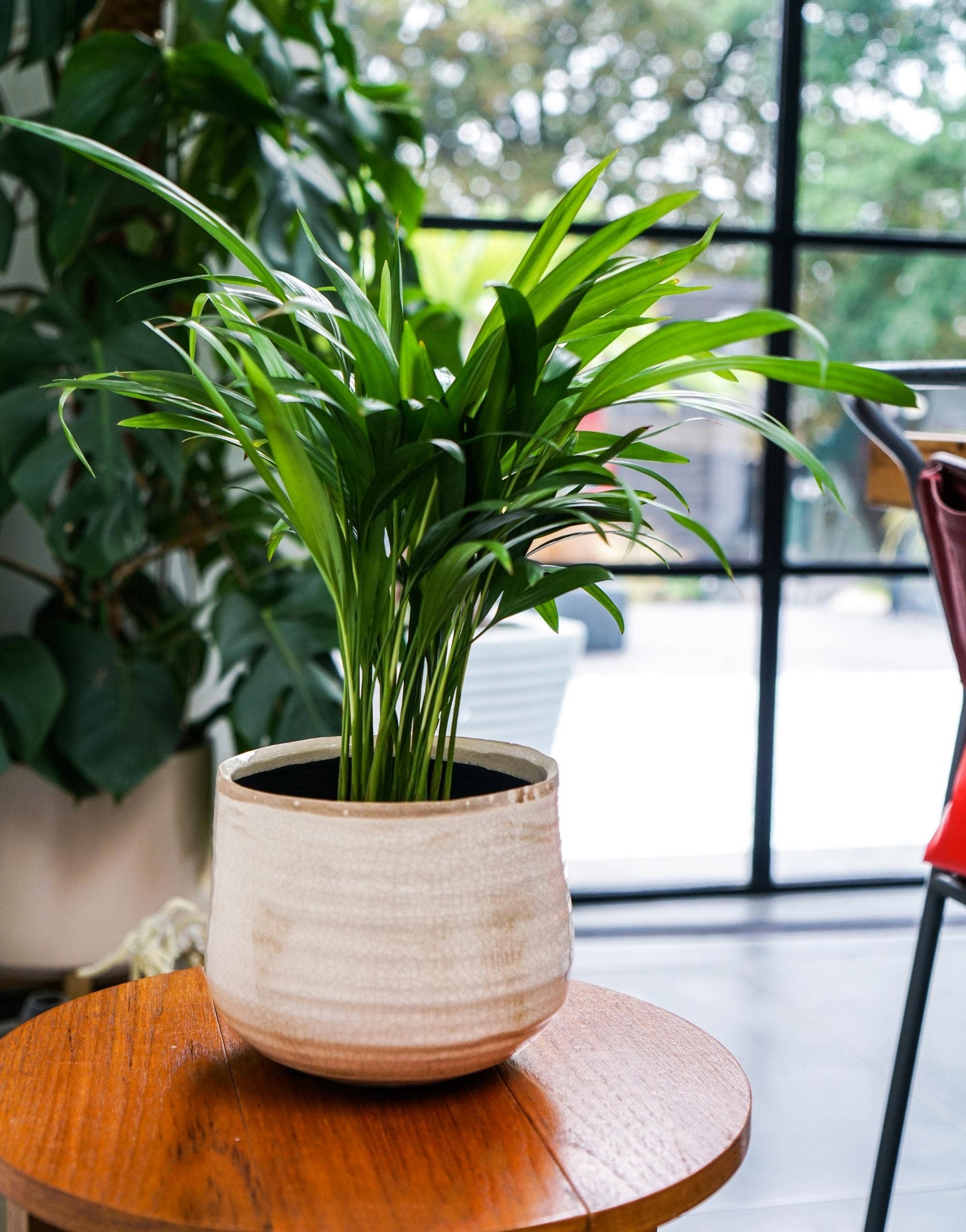 Como Hand Finished Indoor Ceramic Plant Pot D21cm & D26cm