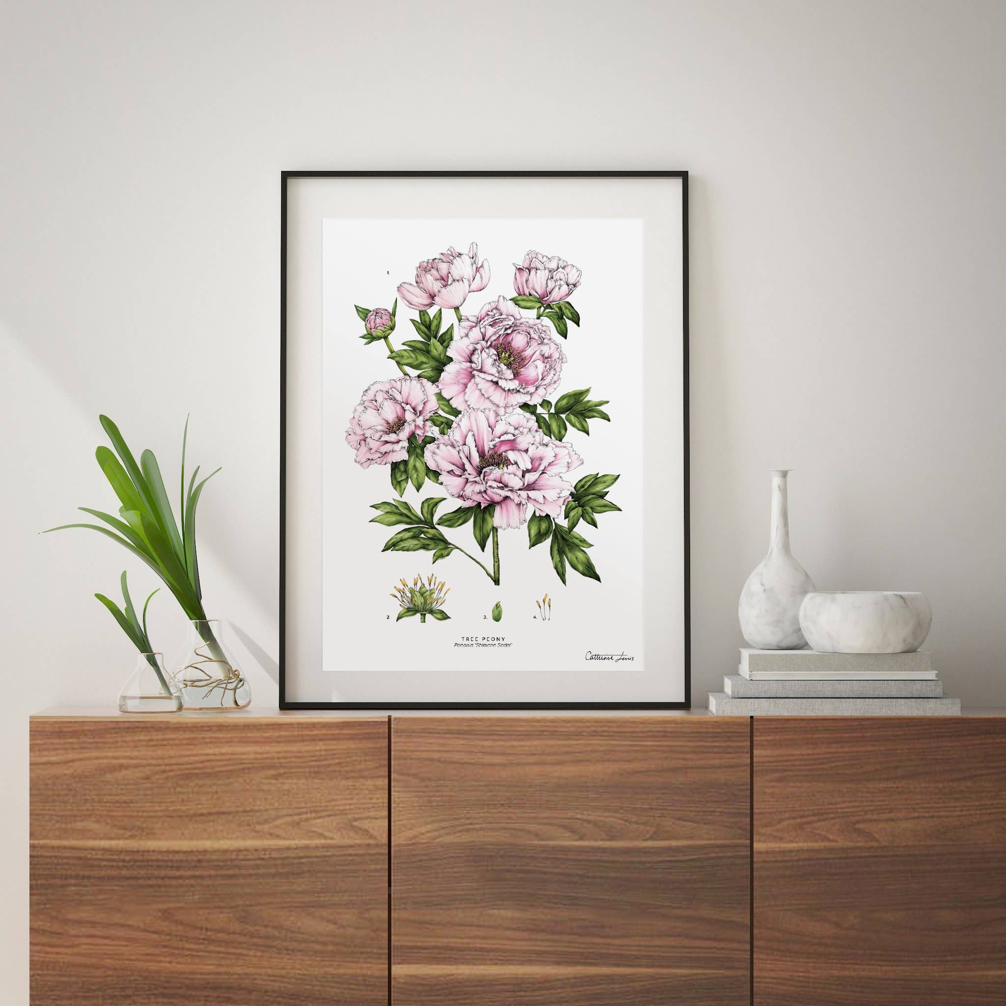 Tree Peony - Botanical Art Print