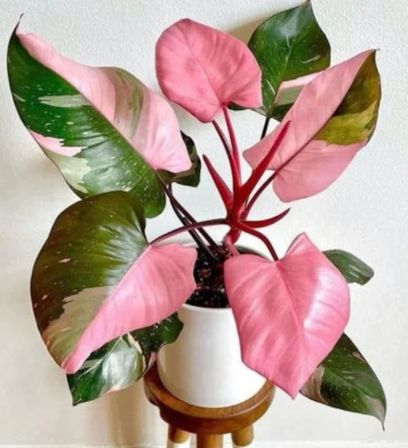 Philodendron Pink Princess Marble - 9cm x 20cm