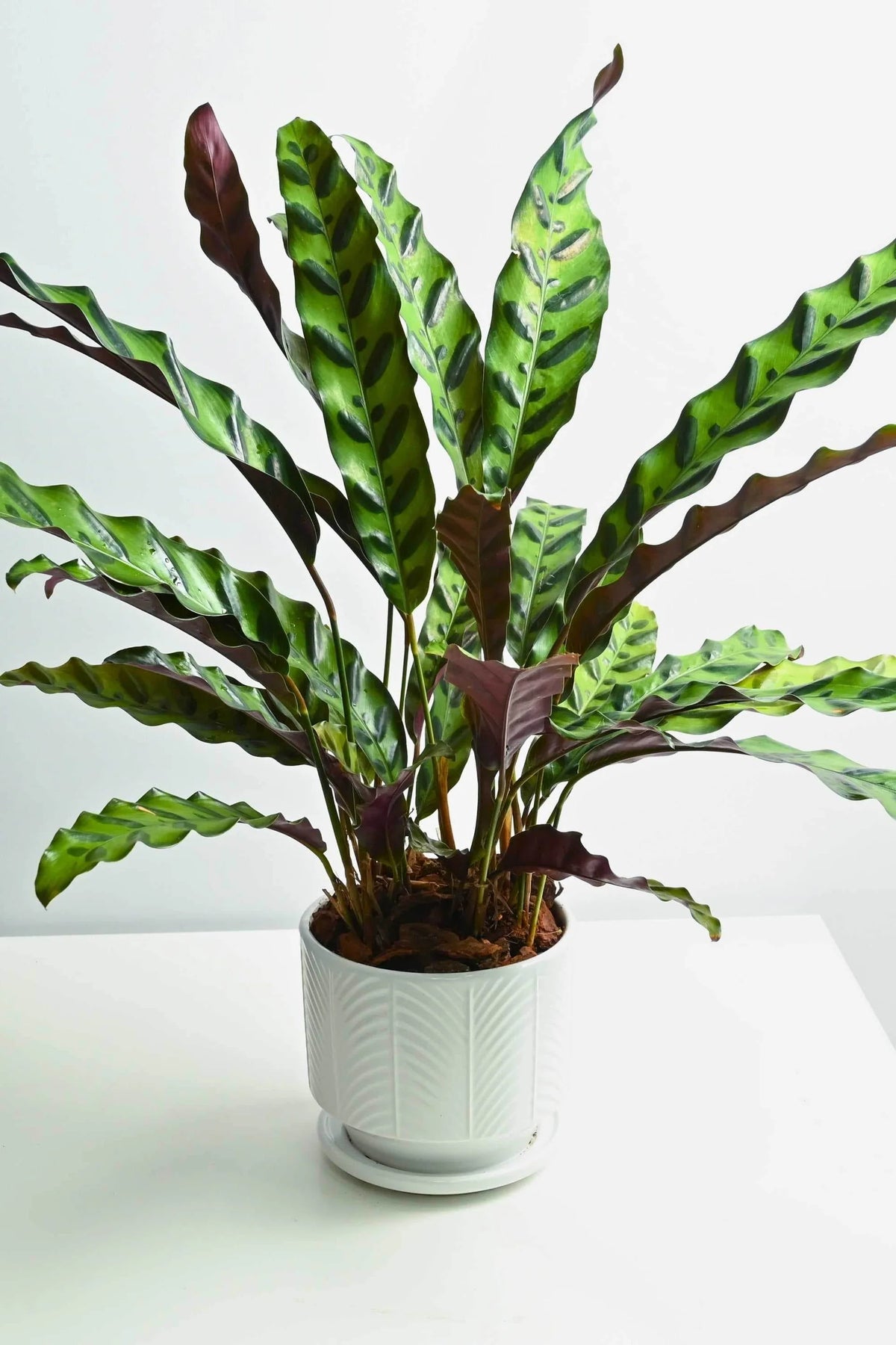 Calathea Lancifolia - 6CM x 10CM